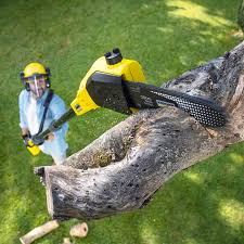 Best Tree Removal Services  in Mila Doce, TX